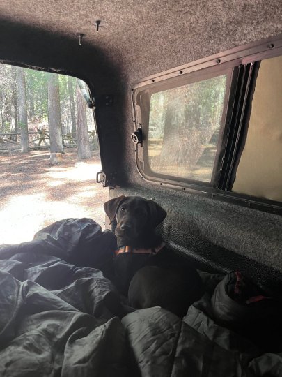 Reddit post in r/labrador: First camping trip with baby Maple.
