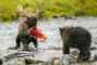 Reddit post in r/NationalPark: Bear cub catches its first salmon, Katmai National Park