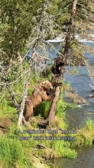 Reddit post in r/interestingasfuck: Mother bear protects her cubs in Katmai National Park, Alaska