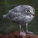 jimjam