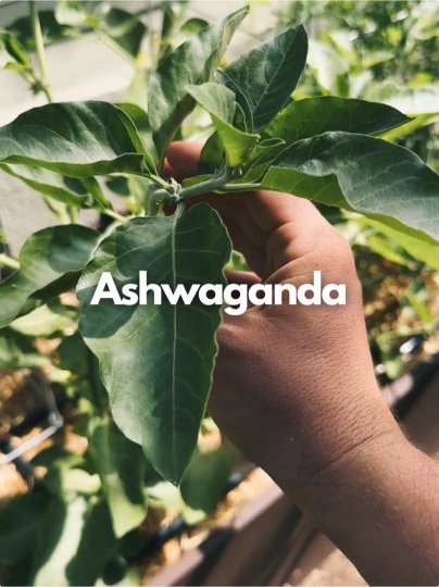 TikTok post by @gardenzaddy: You’ve heard of ashwagandha supplements and herbal remedies, but have you seen the actual…