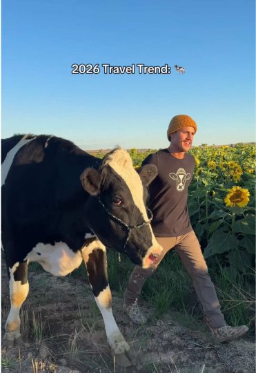 TikTok post by @vrbo: Farm stays are trending, and Bruce the cow called it first. 🐮 @Elias Herrera 🔗Link in bio…