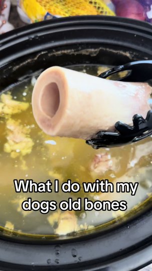 TikTok post by @zionshorthairs: These are bones that are just a few days old with marrow still left that they can’t get…