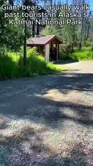 TikTok post by @leopard.abc: This video showcases a large grizzly bear walking past tourists in Katmai National Park,…