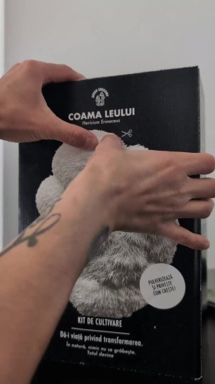 TikTok post by @urban_shrooms: The creator demonstrates the process of growing Lion's Mane mushrooms using a kit from…