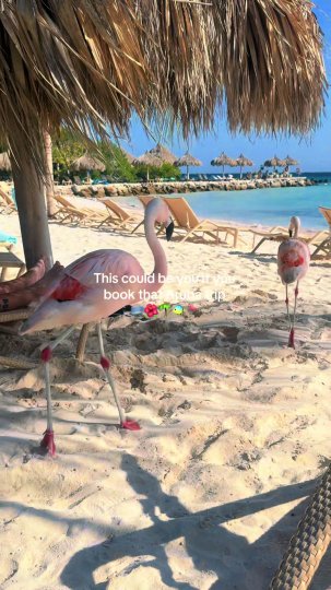TikTok post by @sarahymouna: The video features a scenic view of flamingos walking on the sand at a beach on…