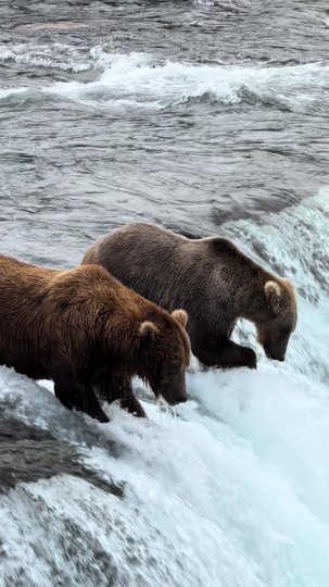 TikTok post by @creatureswithcara: Both bears got a salmon!