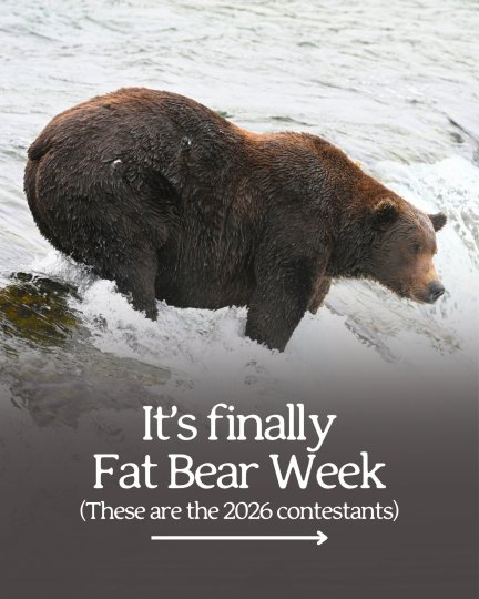 TikTok post by @nationalparksguide: Katmai National Park’s annual celebration of chunky brown bears preparing for winter.…