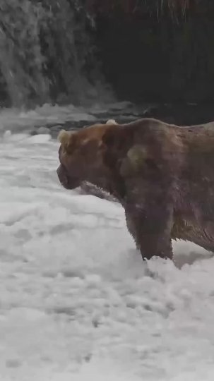 TikTok post by @reuters: Bear 89, nicknamed "Backpack," has been crowned the 2026 Fat Bear Week champion at…