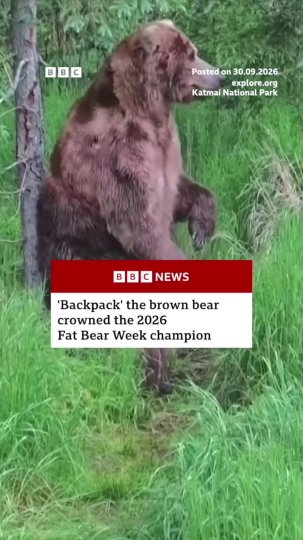TikTok post by @bbcnews: Backpack - a medium-large adult male brown bear - got his nickname as a cub when he would…